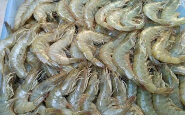 Shrimp 🦐 is udang 2